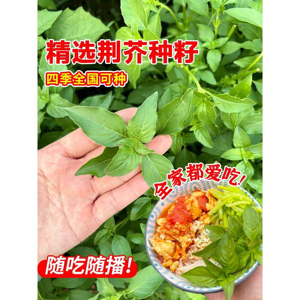 特大叶河南荆芥种子罗勒佐