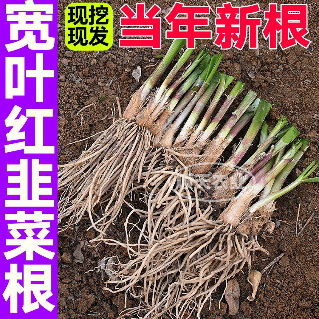 山东粗根韭菜寿光独红种子