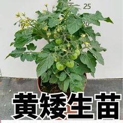 寿光带土盆栽矮生樱桃番茄苗秧四季春秋西红柿阳台爆盆秧苗苗子