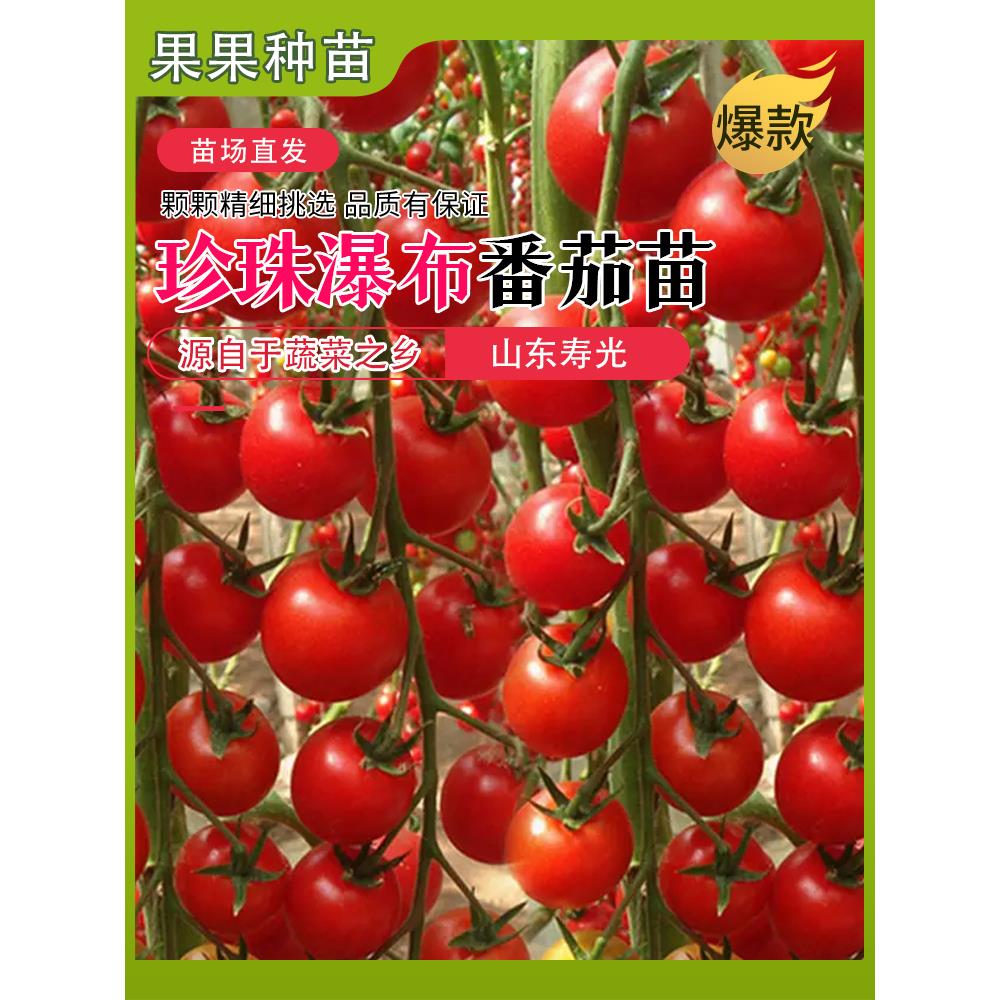 瀑布小番茄种子千禧樱桃西