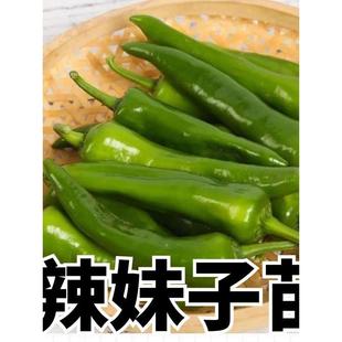 辣妹子辣椒秧苗苗子超辣青椒红椒干椒辣椒辣味浓高产春季蔬菜孑