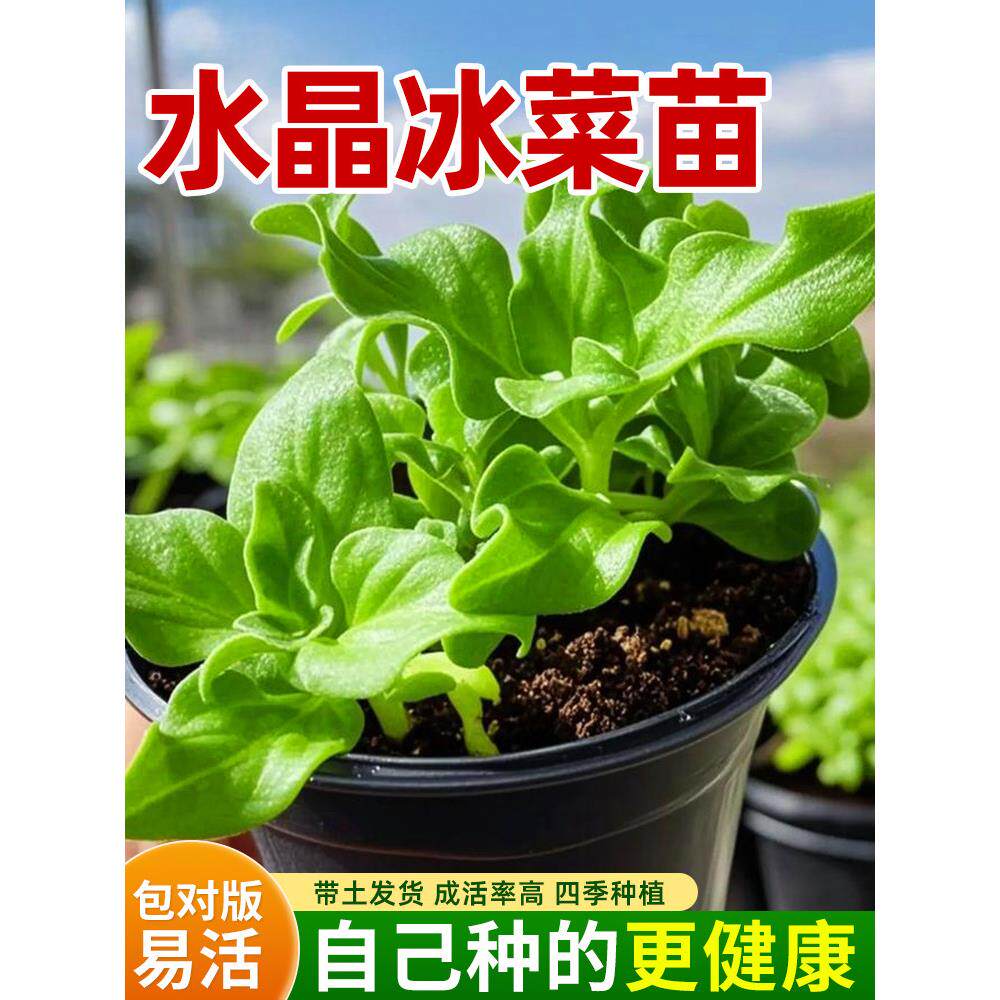 冰菜苗水晶草秧四季种植盆