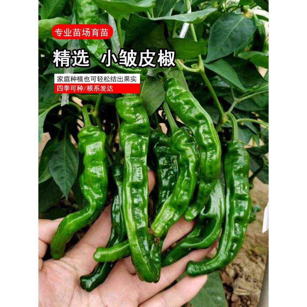 小皱皮辣椒长果邹黑亮香高