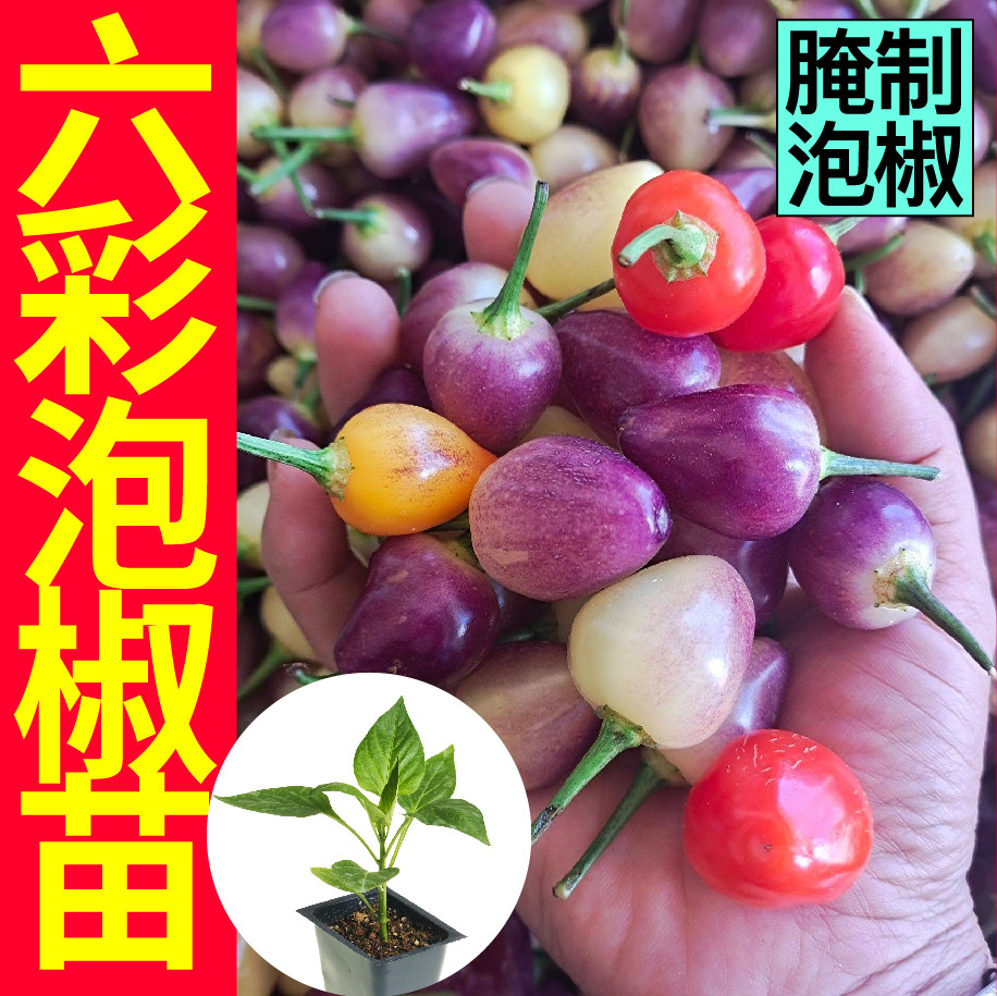 广西六彩泡椒苗秧七五特辣