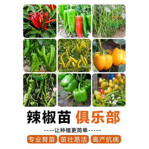 辣椒苗秧本地皱皮小米魔鬼