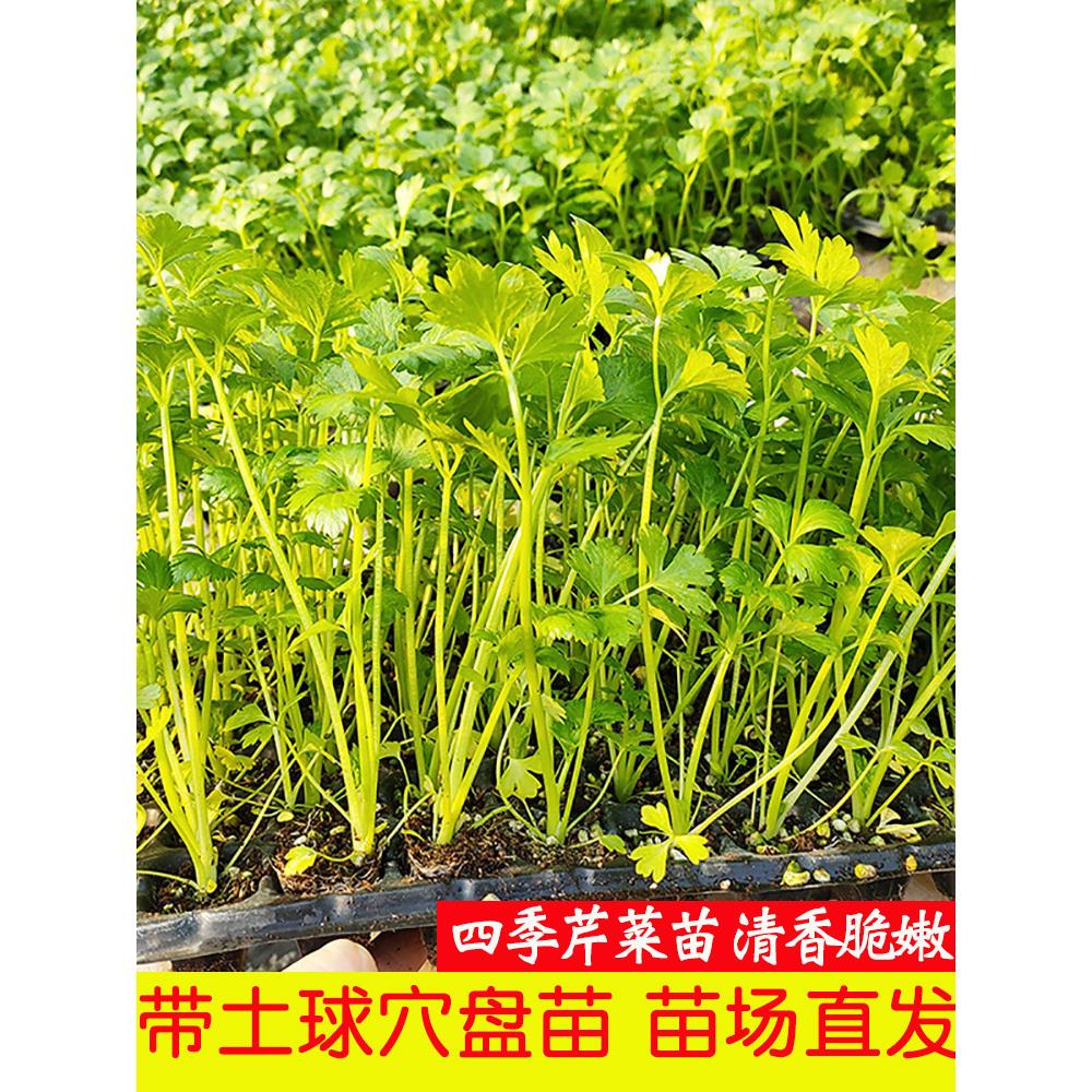 芹菜苗四季西秧带土球小香