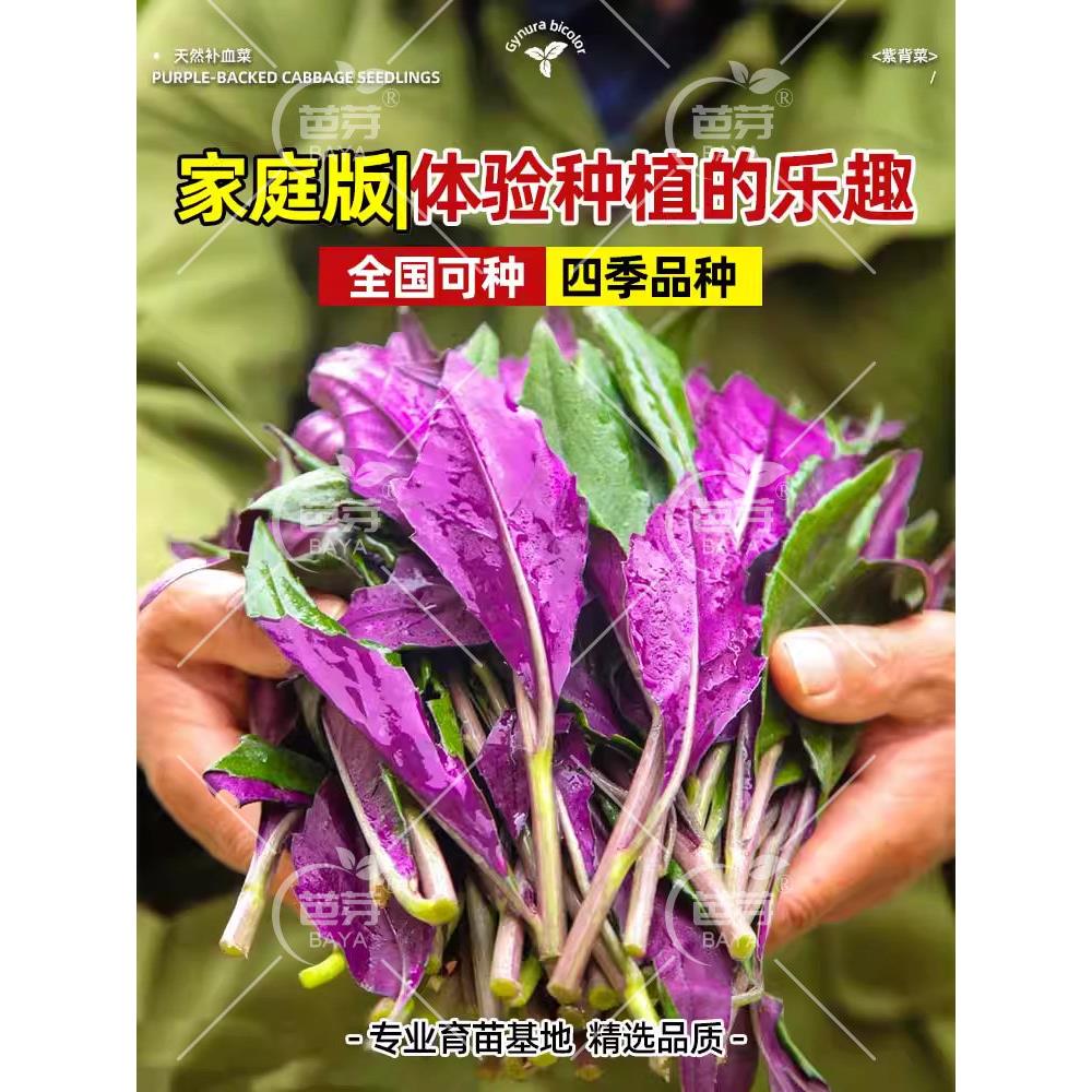 紫背菜苗天葵秧观音血皮秋