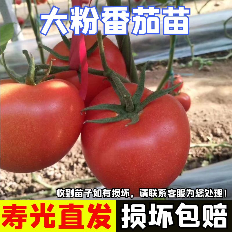毛粉番茄秧大粉番茄苗西红柿苗