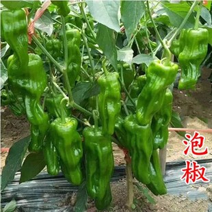 傲雪优美薄皮椒大海椒苗子国产泡椒王后紫色苏椒盆栽辣椒产耐储运