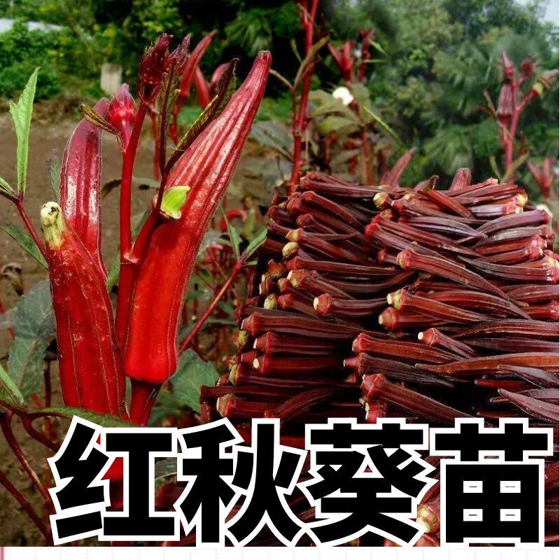 正宗红秋葵秧苗苗子四季蔬菜秧苗