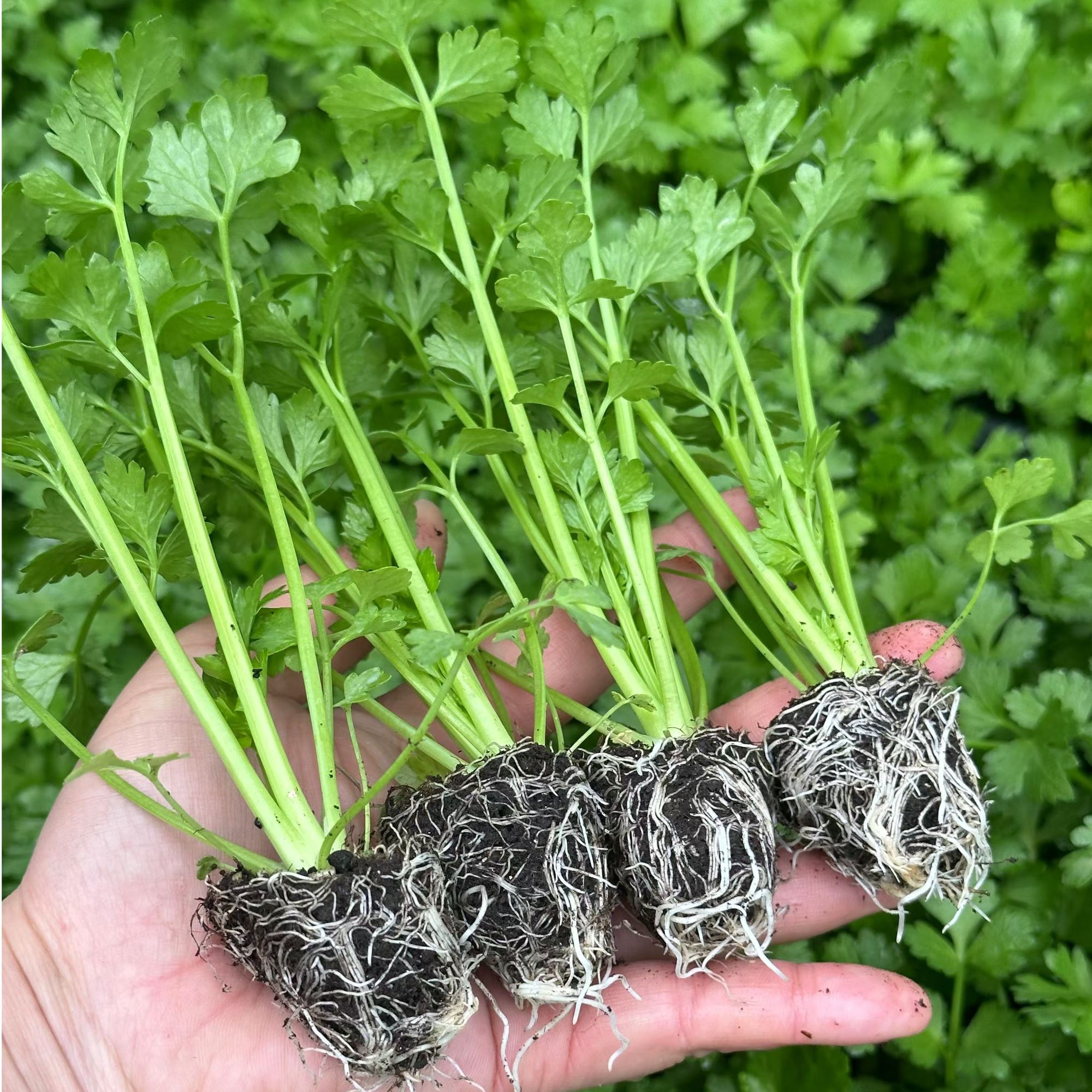 寿光蔬菜苗芹种子西小香红