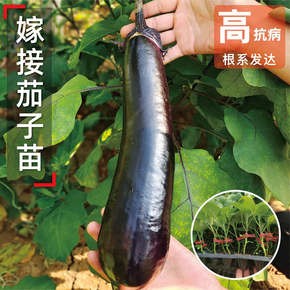 嫁接茄子苗大龙长圆线绿冠