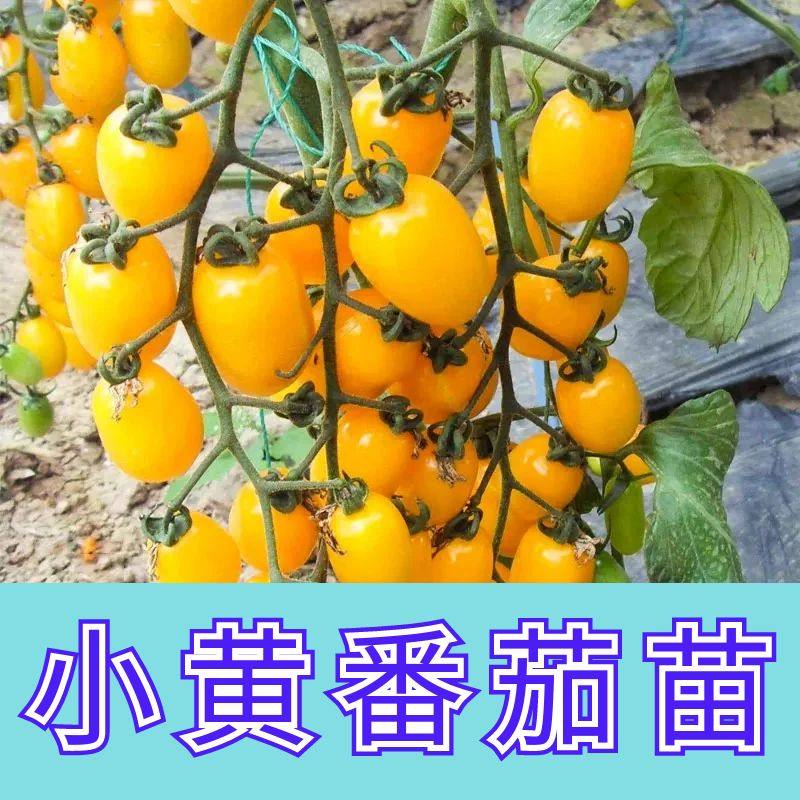 黄色圣女果种子樱桃小番茄