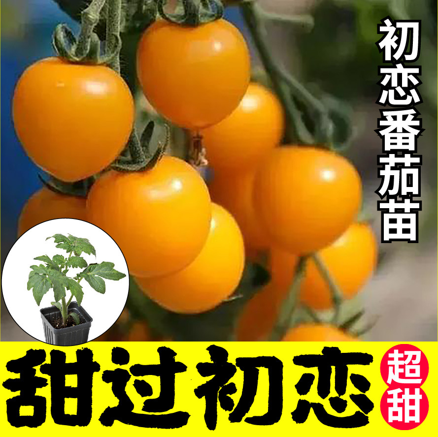 初恋番茄苗秧四季春秋带土