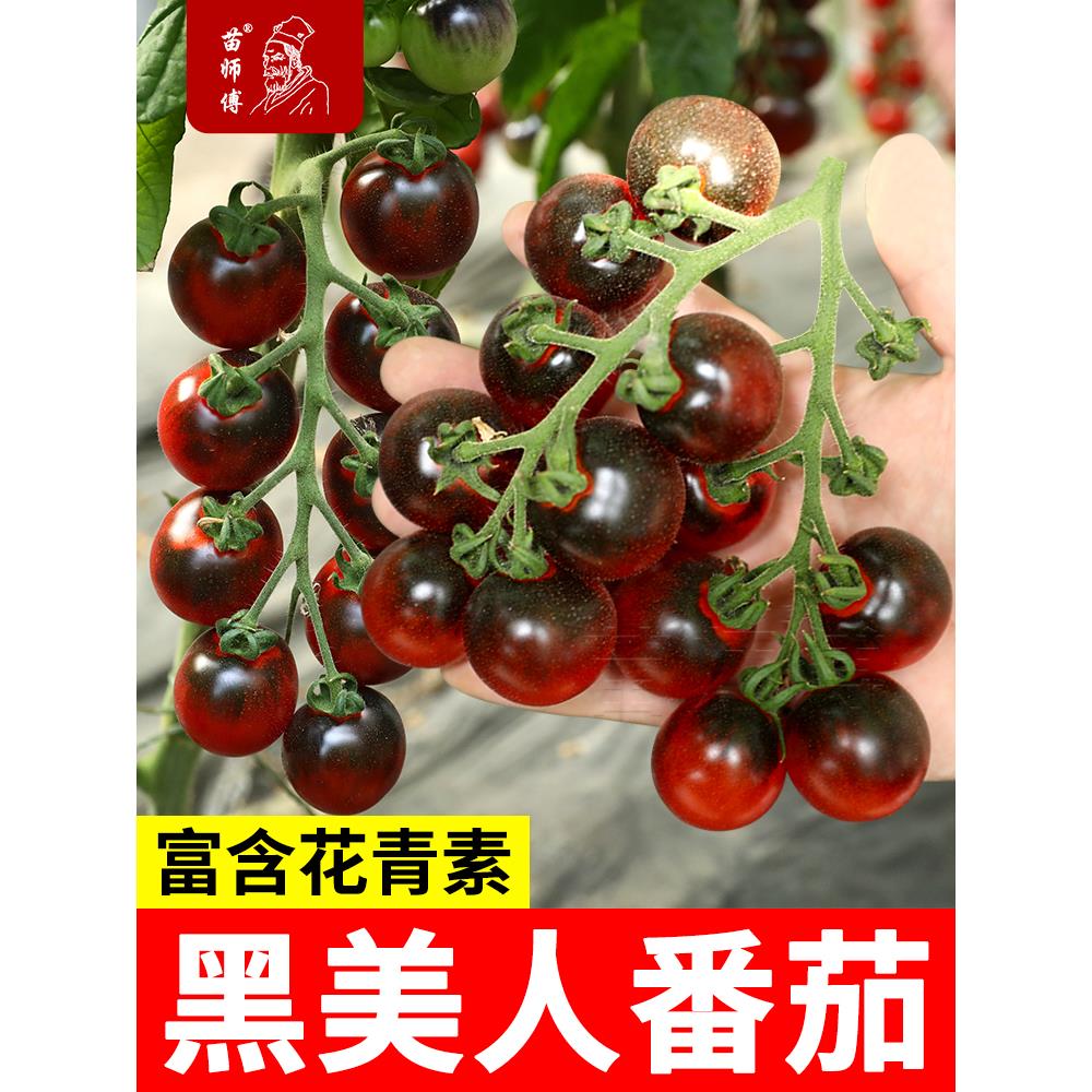 黑美人番茄种子小珍珠苗秧