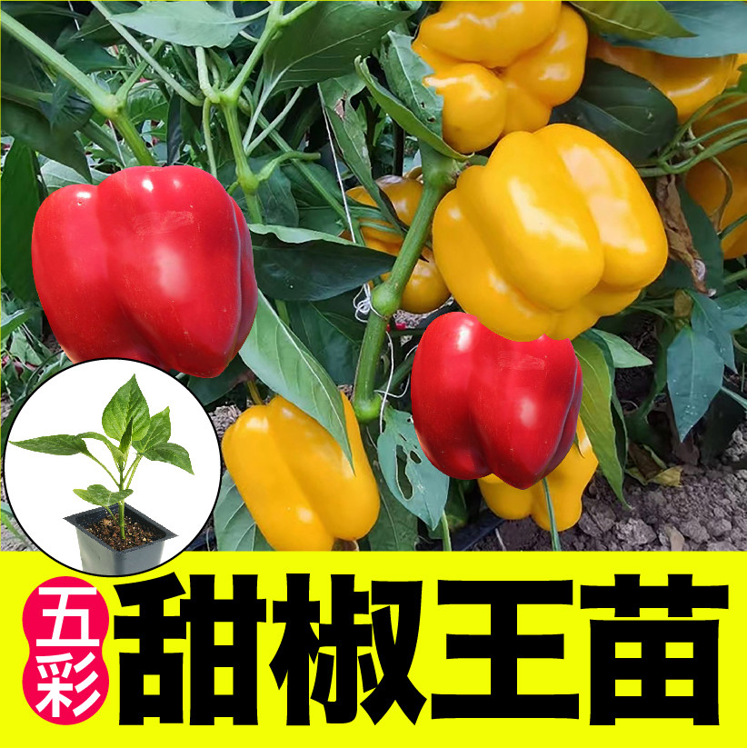 寿光大果甜椒秧苗辣红黄绿