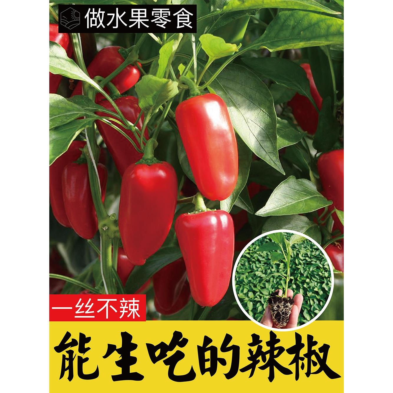 水果辣椒种子甜苗高维生素