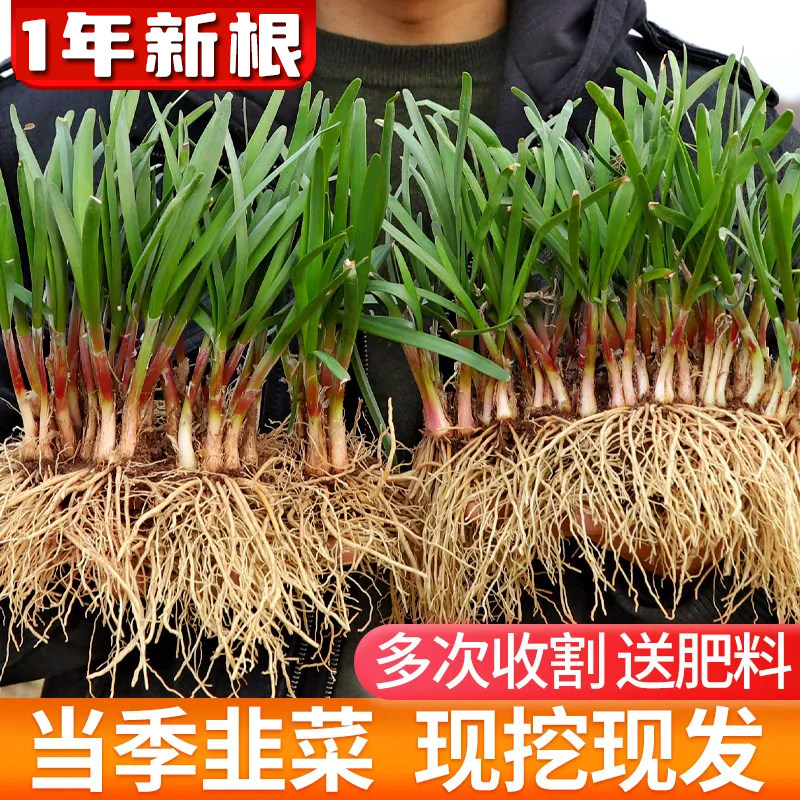 寿光当年韭菜秧根四季红紫