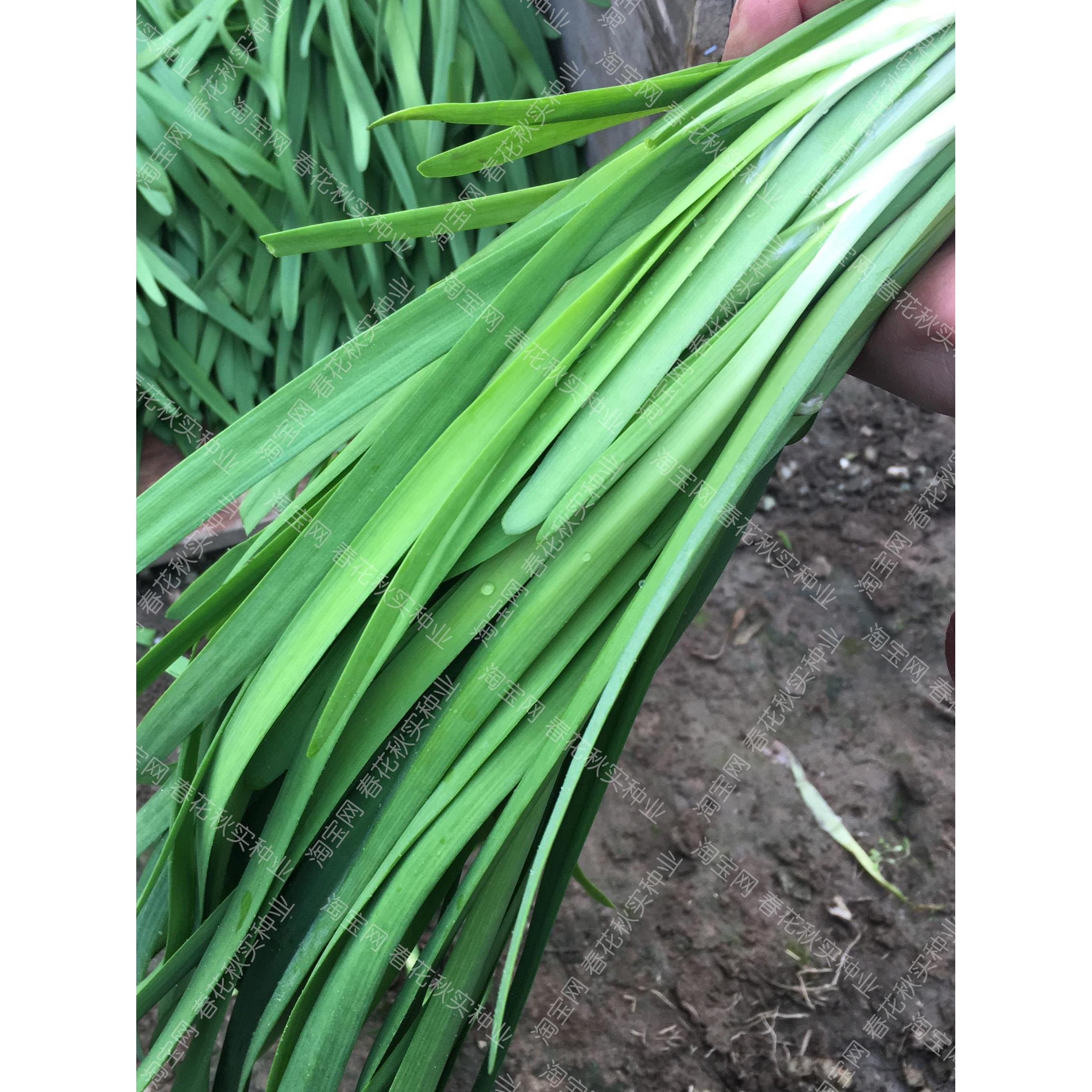 韭菜根苗现挖包活茎杆粗