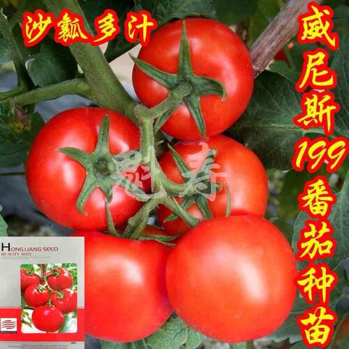 以色列大红威尼斯F199番茄