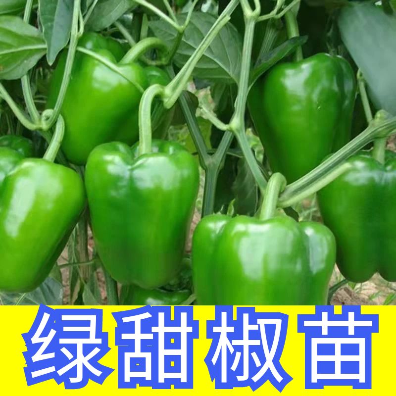 绿甜椒秧苗辣椒苗四季盆栽阳台