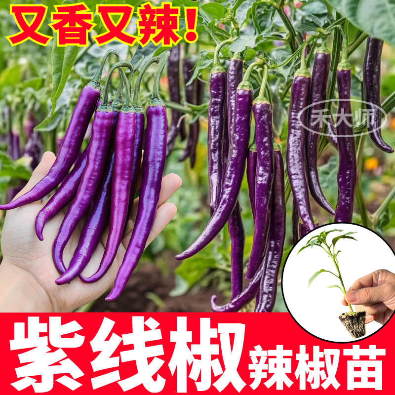 香辣紫线椒苗秧带土球四季