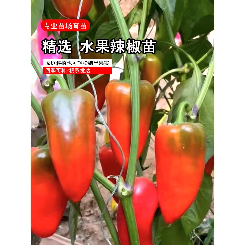 清甜不辣水果椒秧苗带士球