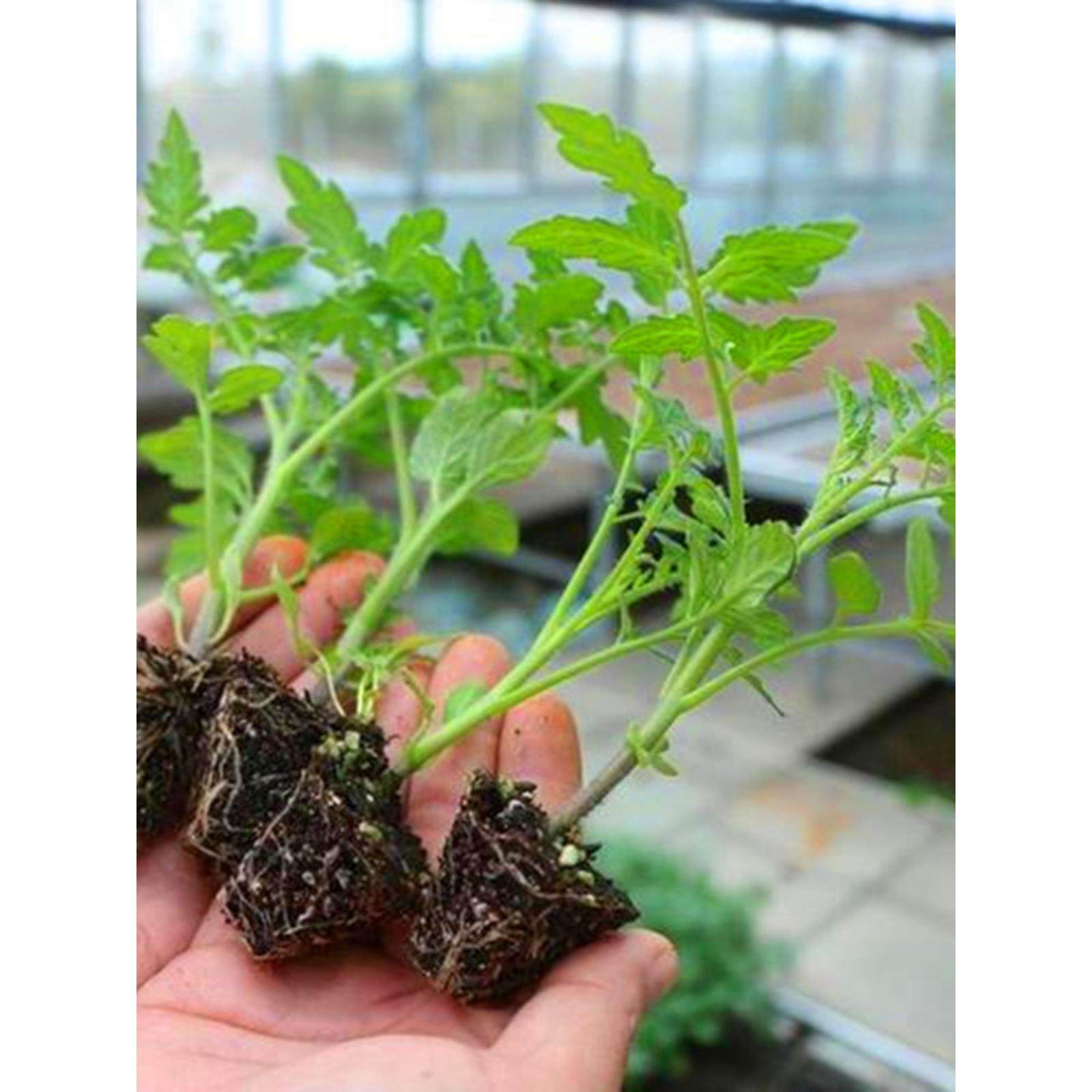 各种蔬菜苗大全番茄辣椒子