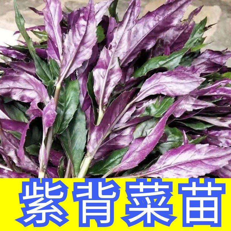 紫背天葵秧苗四季阳台盆栽补血菜血皮菜红凤菜观音菜基地苗直发,鲜花速递/花卉仿真/绿植园艺,家庭园艺种子,淘宝优惠券,粉丝福利购,淘宝优惠卷