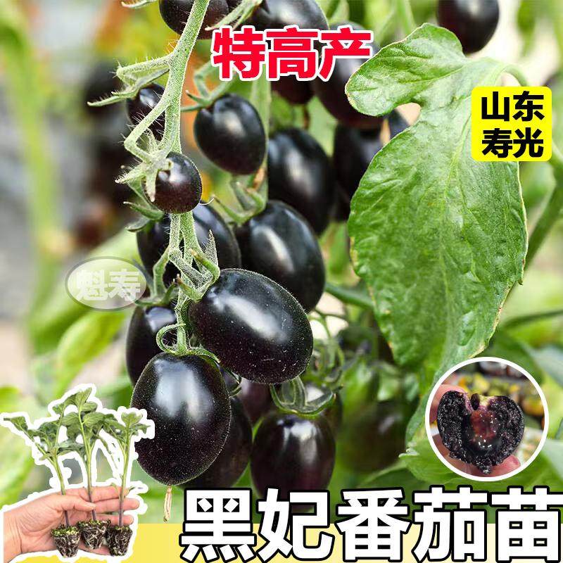 寿光黑妃番茄苗秧高产带土
