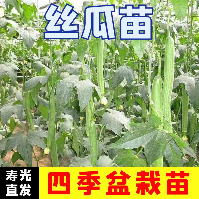 长肉丝瓜秧苗正宗高产四季
