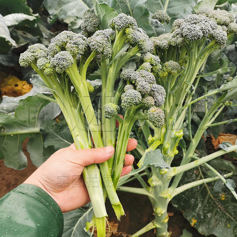 西兰苔种子西兰花种籽春季秋季蔬菜种孑西洋芥蓝菜籽西蓝花菜种孑