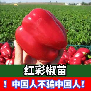 红甜椒苗子辣椒苗子朝天就苗子杭椒苗子螺丝椒你这阳台种植盆庭院