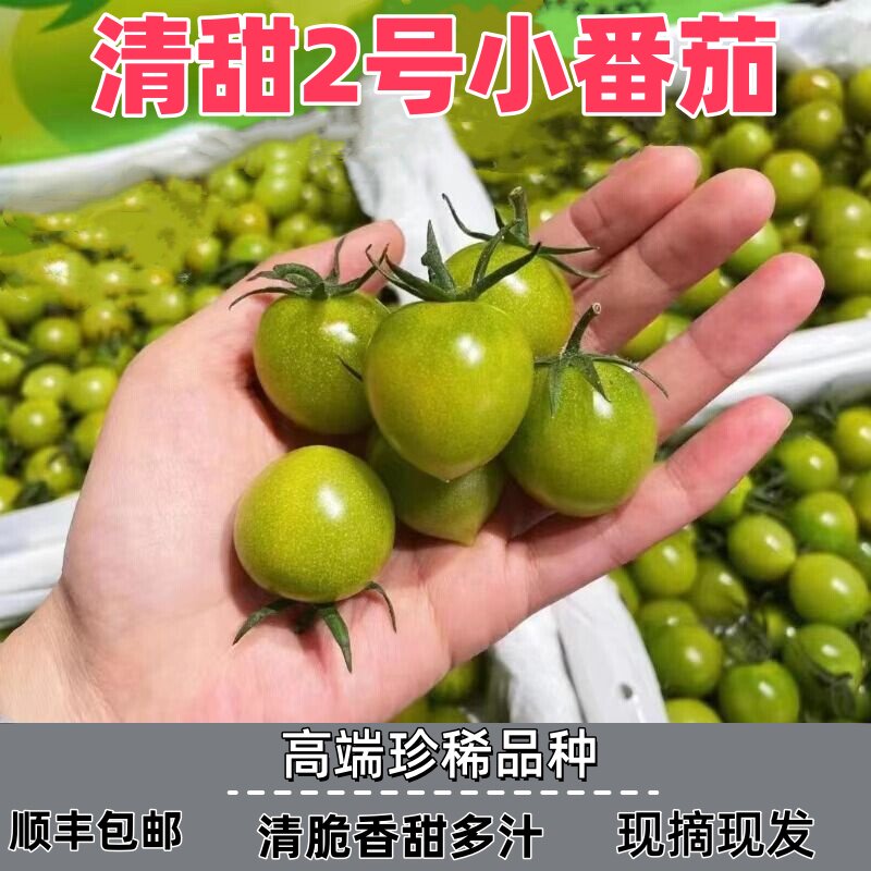 青甜2号绿色小番茄霞圣女