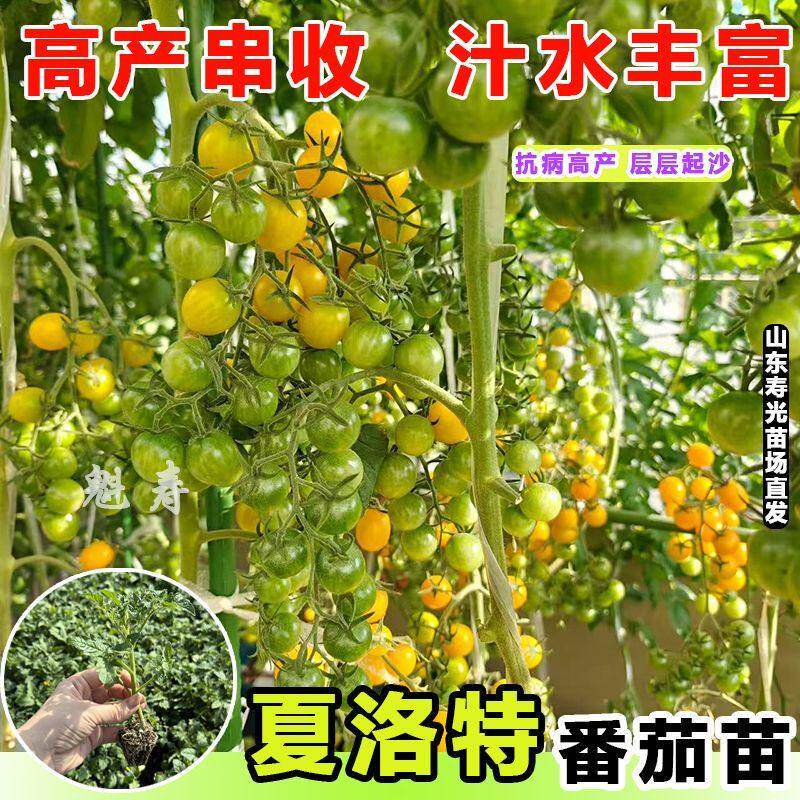 夏洛特番茄秧苗籽孑F1高甜