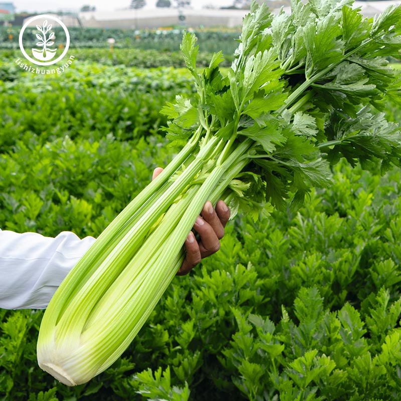 四季芹菜种子籽苗香栽根盆