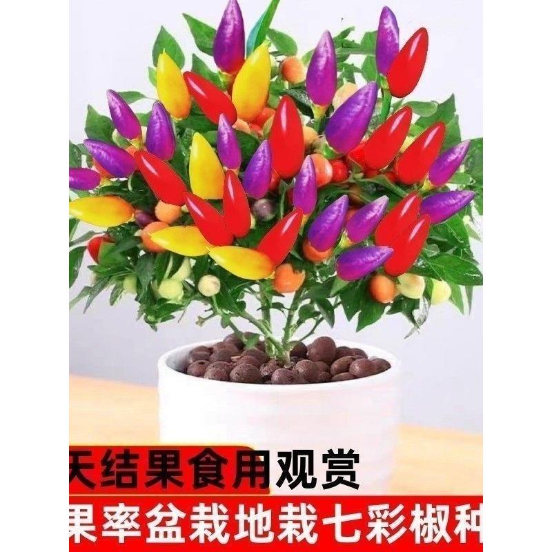 五彩辣椒种子苗四季植蔬菜