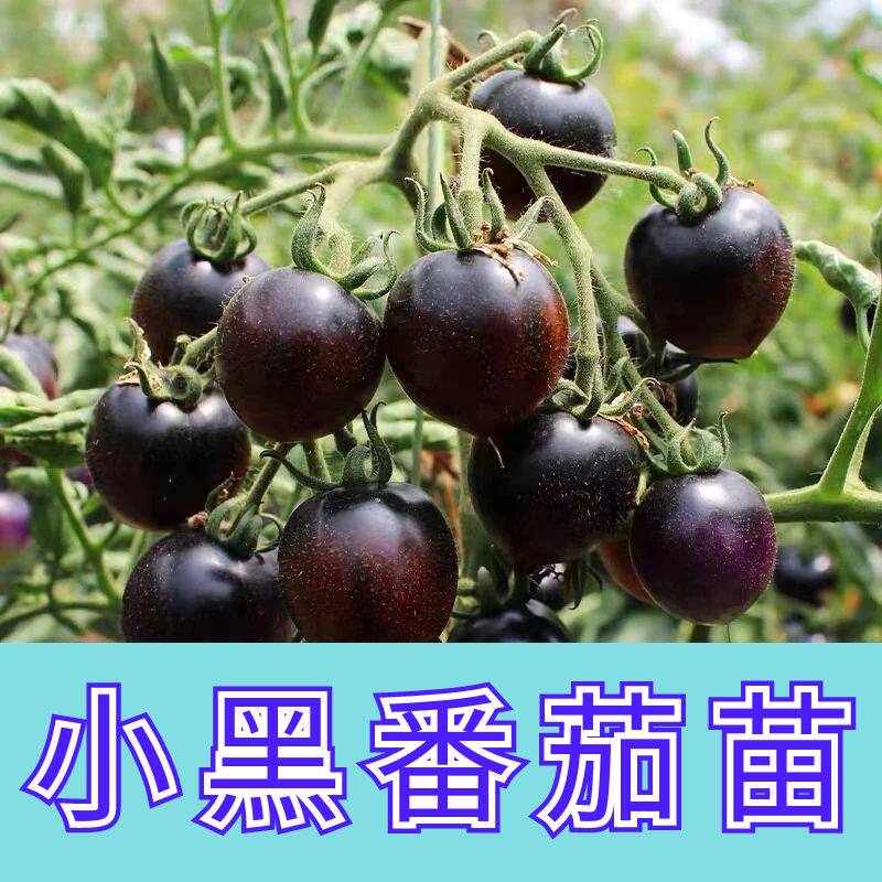 正宗小黑番茄苗子阳台盆栽