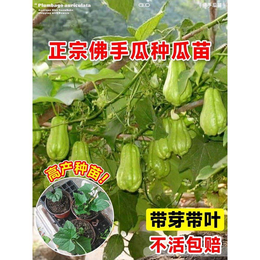 佛手瓜种苗带芽四季福寿植