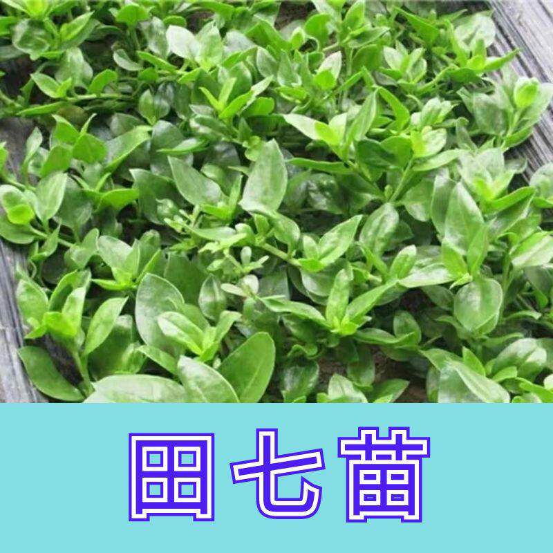 可食用盆栽菜苗秧田七花室
