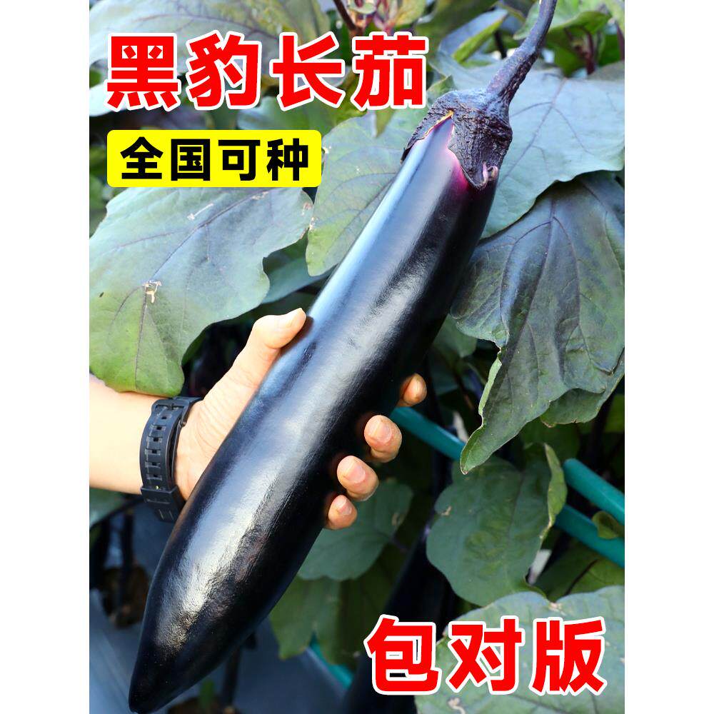 茄子种籽苗带土农家长特大