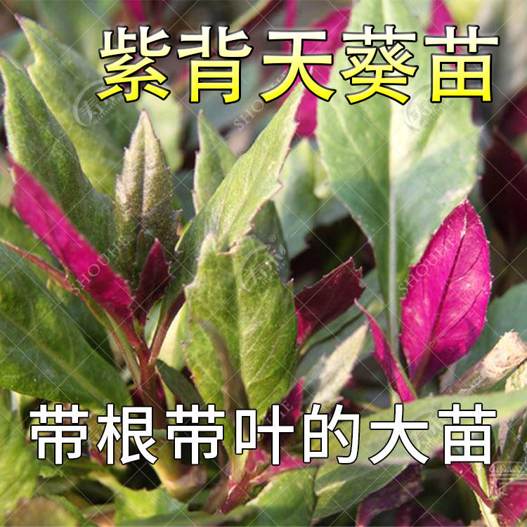 紫背天葵种子籽苗红菜四季