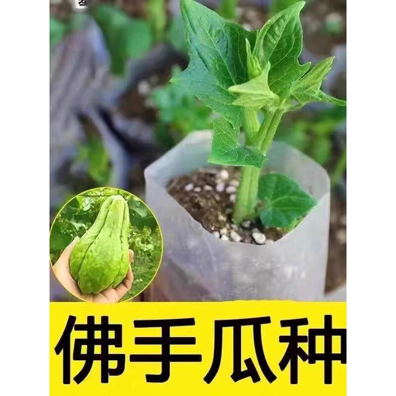 佛手瓜种苗子籽带芽发福寿
