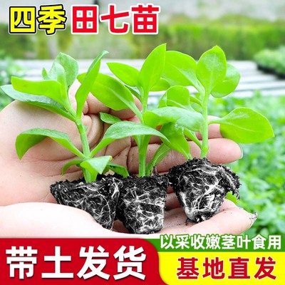可食用田七苗秧种植材盆栽