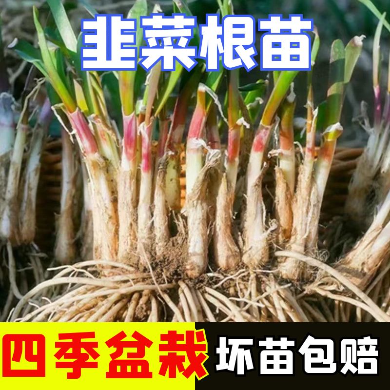 韭菜根秧苗白根宽叶四季盆栽阳台