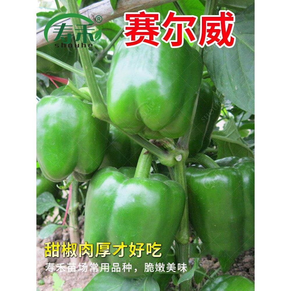 青椒种子辣苗甜籽灯笼红菜