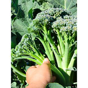 西兰苔种籽西兰花种子四季蔬菜苔菜心秧苔菜芥蓝芥兰菜青菜籽种孑