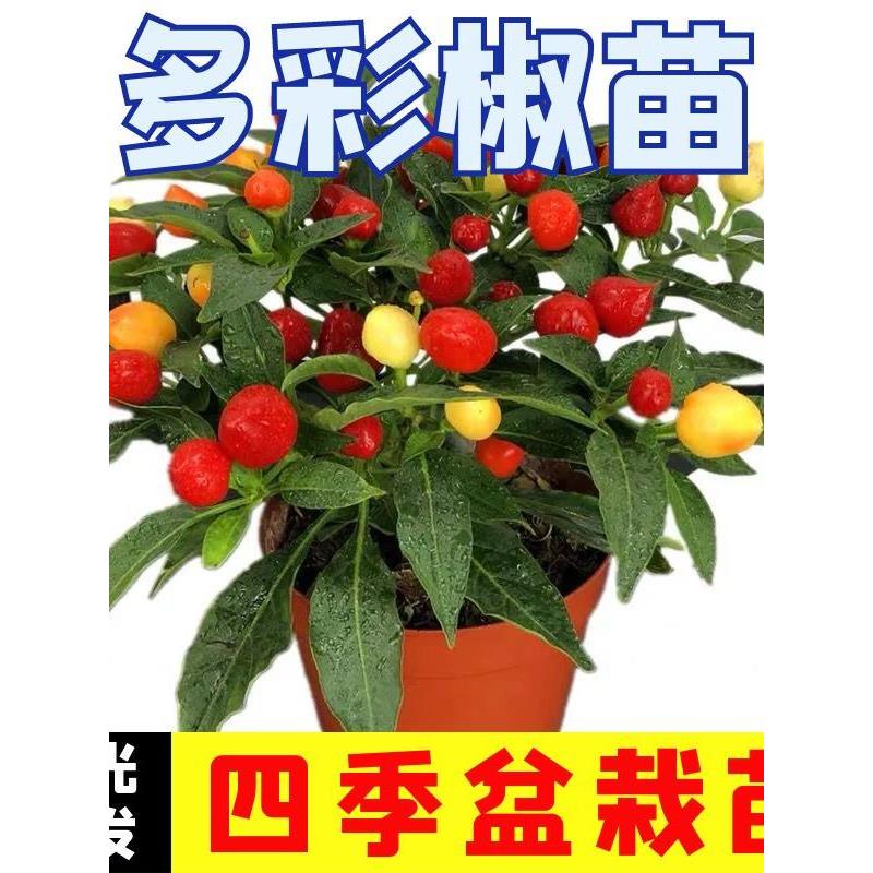 七彩辣椒苗秧观赏泡五盆栽