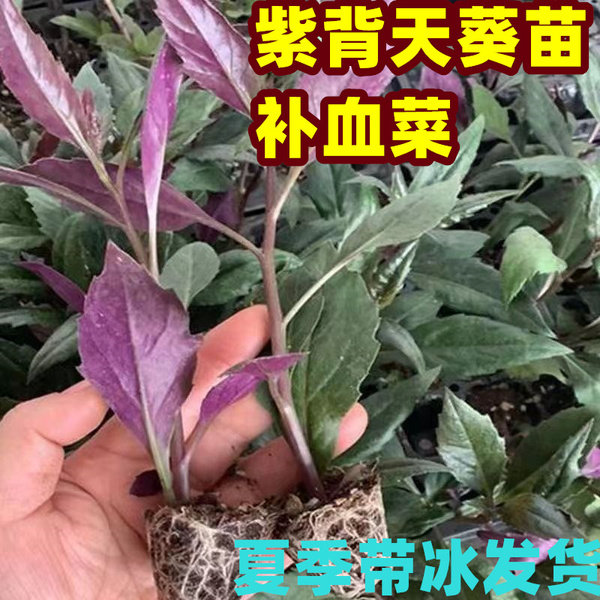 老品种紫背菜苗天葵阳台盆