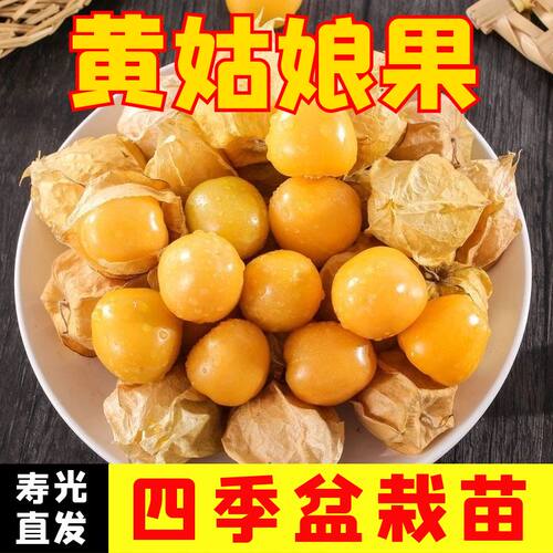 黄姑娘果秧苗姑娘果苗四季盆栽